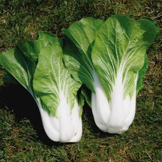 Bopak Pak Choi Thumbnail